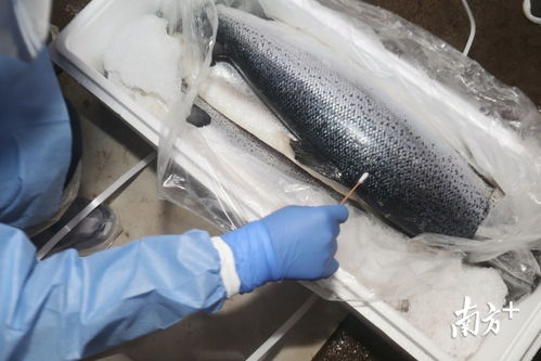 三文鱼采样,测新冠病毒 深圳疾控对水产批发市场开展检测